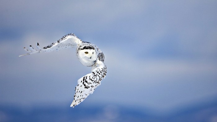 Snowy Owl in Flight
