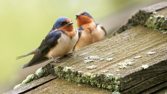 Two Barn Swallows on a Wooden Roof