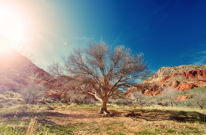 Desert landscape with a dry tree and mountains