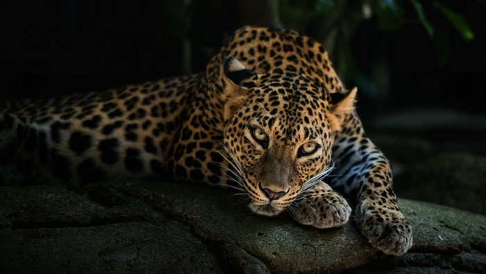 Leopard resting on a rock