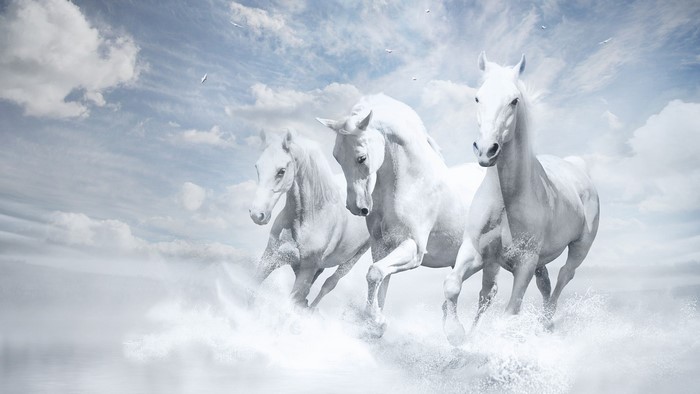 Three white horses running through water