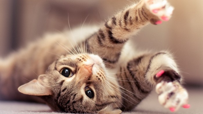 Cute tabby cat with pink nail caps