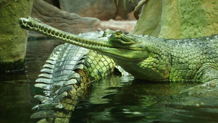 Two gharials in shallow water