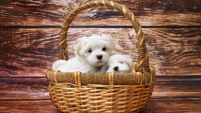 Two Maltese puppies in a basket