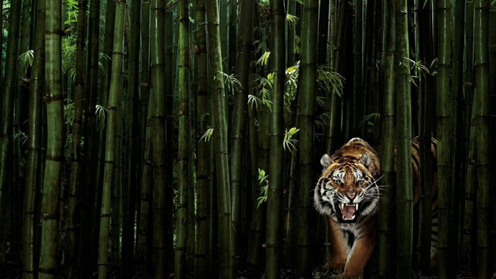 Tiger roaring in a dense bamboo forest