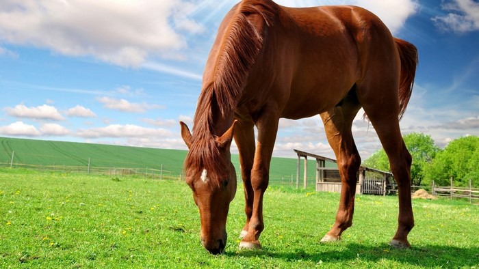 Brown horse grazing in a green field
