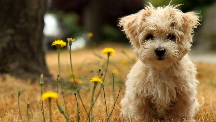 Cute fluffy puppy sitting in grass with yellow flowers