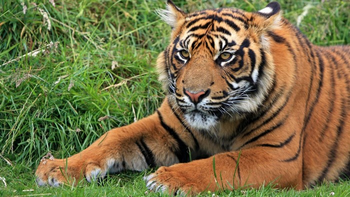 Sumatran Tiger Lying in Grass