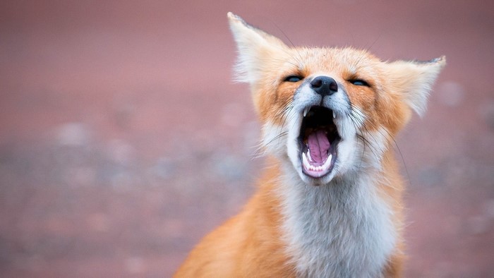 Cute Baby Fox Yawning