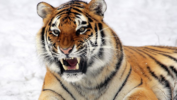 Tiger showing teeth in snow