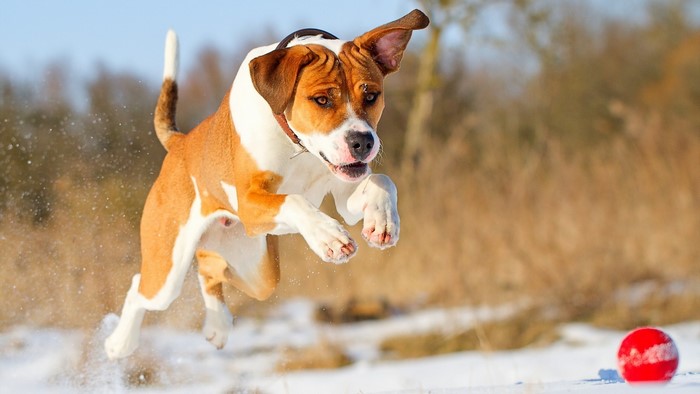 Brown and white pitbull dog running in snow
