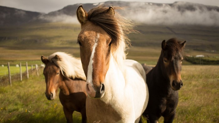 Three Icelandic horses in a field