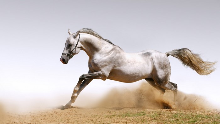 A grey horse running in the sand