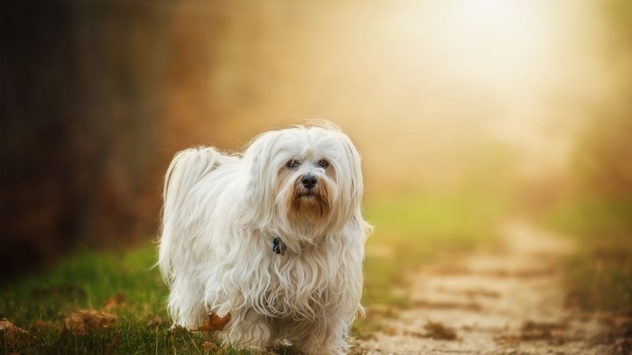 White Havanese Dog Standing on a Path