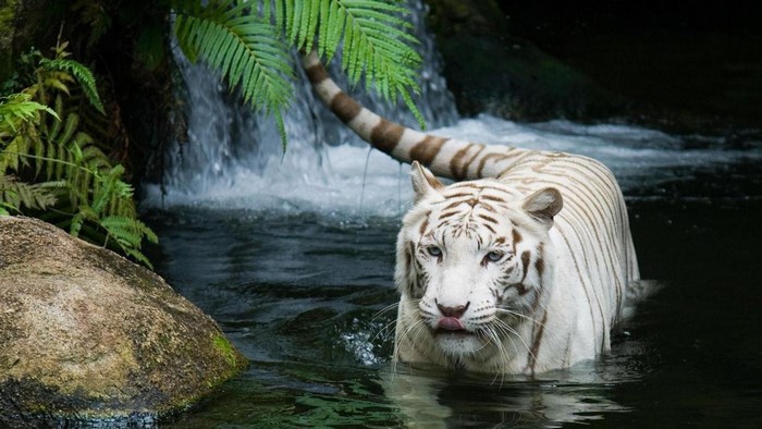 White Tiger in Water Near Waterfall