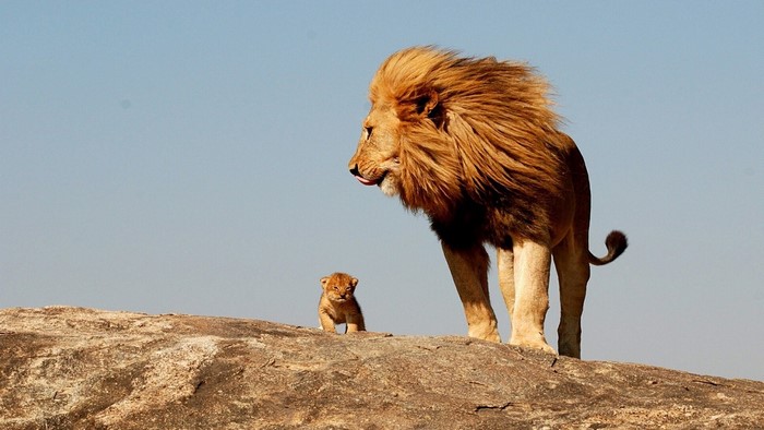 Lion and cub on a rock