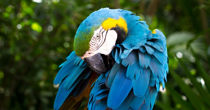 Blue-and-yellow macaw parrot preening feathers