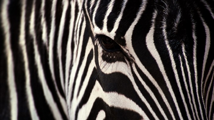 Close-up of a Zebra's Eye and Stripes