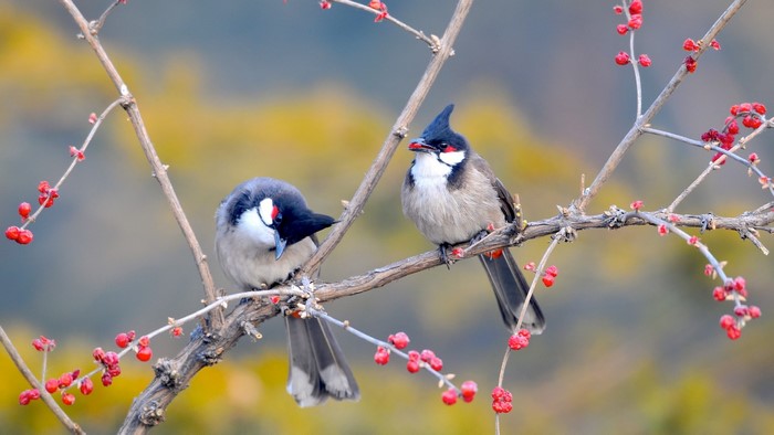 Two Red Whiskered Bulbuls on a Branch