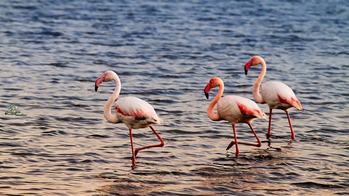 Three Flamingos Walking in Water