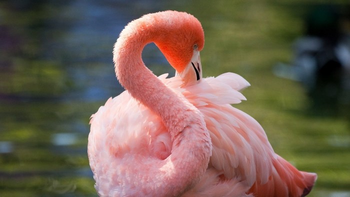 Pink Flamingo Bird