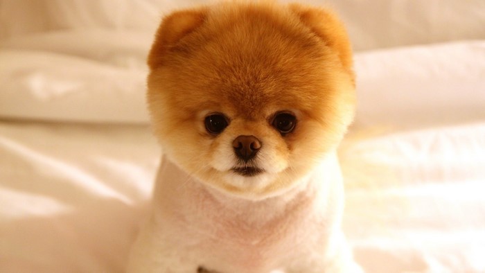 Cute Pomeranian dog Boo