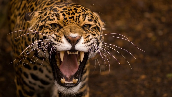 Jaguar roaring with sharp teeth