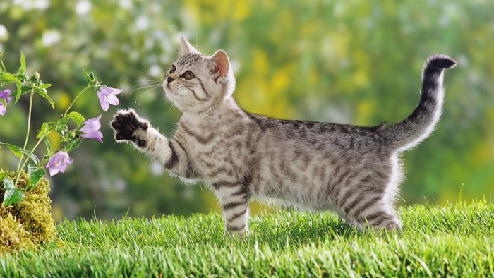 Baby tabby cat playing with flowers in grass