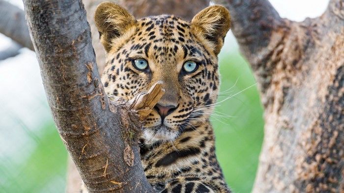 Leopard with striking blue eyes in a tree