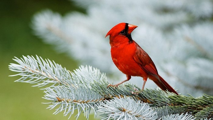 Red Cardinal perched on a pine branch