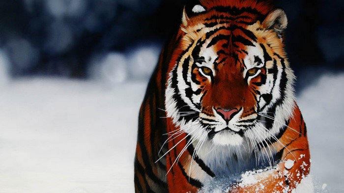 Tiger walking through snow