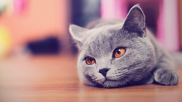 Cute British Shorthair Cat