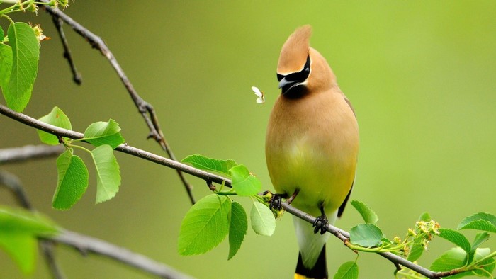 Cedar Waxwing bird on a branch with a moth