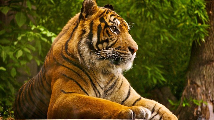 Tiger lying down in a forest