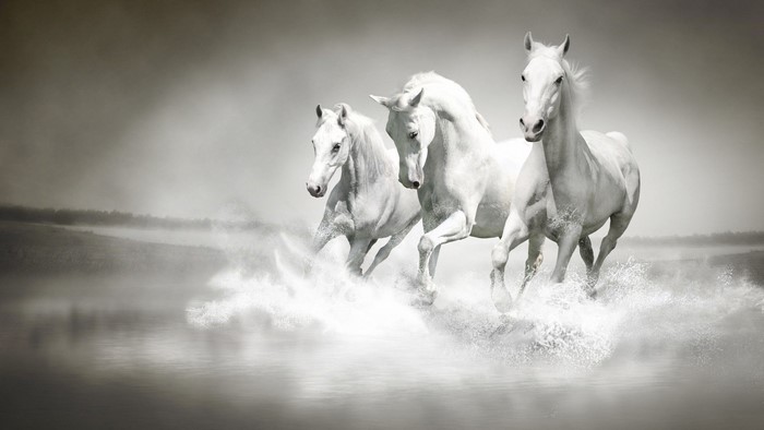 Three white horses running through water