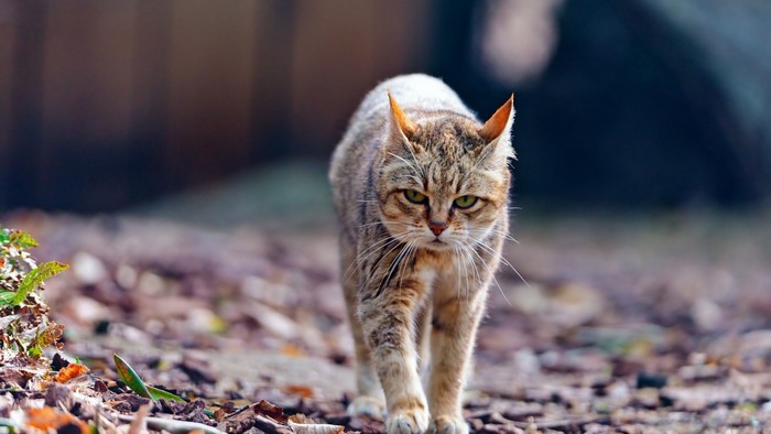 A tabby cat walks on a forest floor