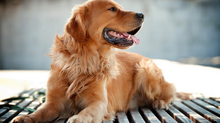 Golden Retriever dog lying on wooden planks
