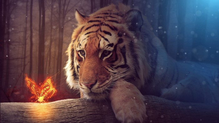 Tiger and glowing butterfly on a log