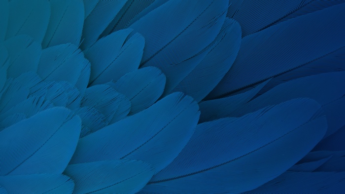 Stock, Feathers