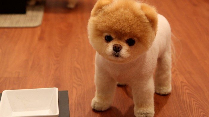 Cute Pomeranian Dog
