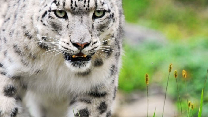Snow Leopard Close-up Portrait