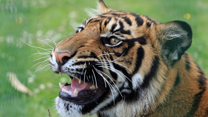 Tiger face with open mouth and sharp teeth