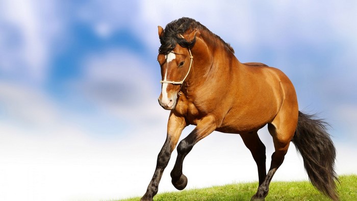Brown horse running on grass with blue sky