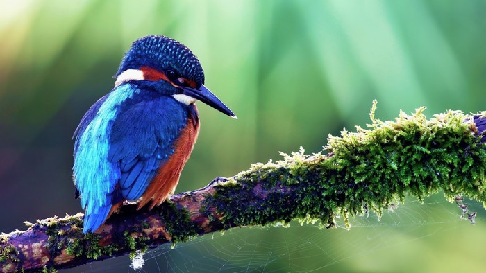 Kingfisher perched on a mossy branch