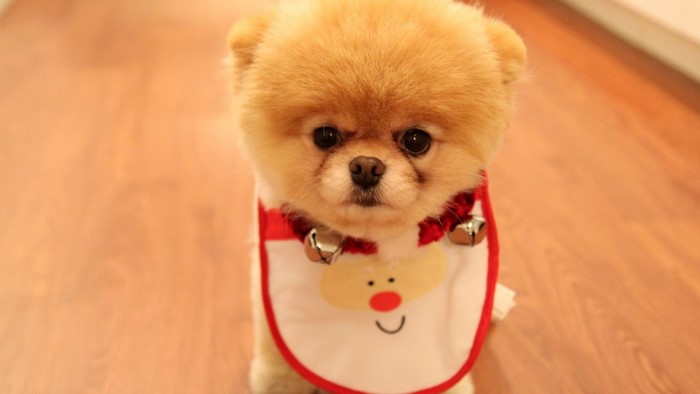Cute Pomeranian dog wearing a Christmas bib