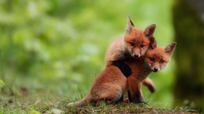 Two Cute Baby Foxes Playing