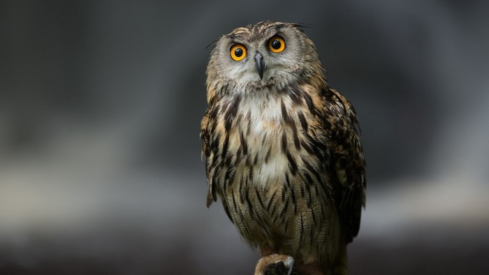 Eurasian Eagle-Owl perched on a branch