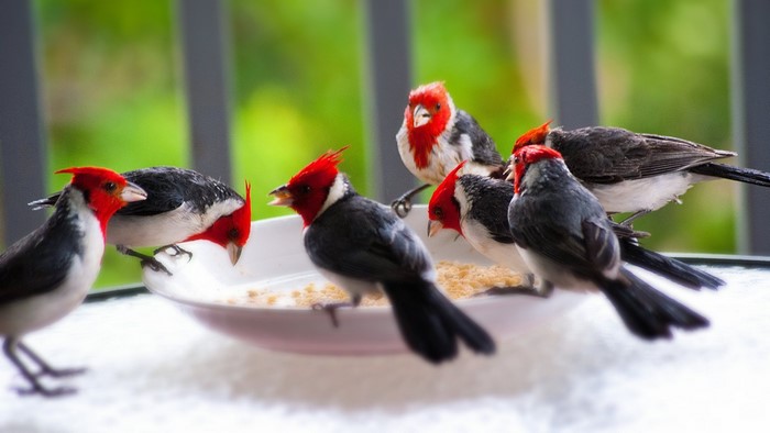 Group of Red-crested Cardinals eating from a bowl