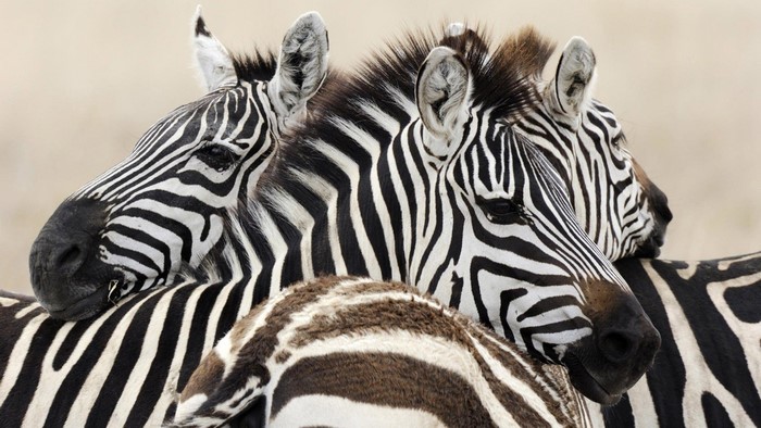 Close-up of two zebras resting together