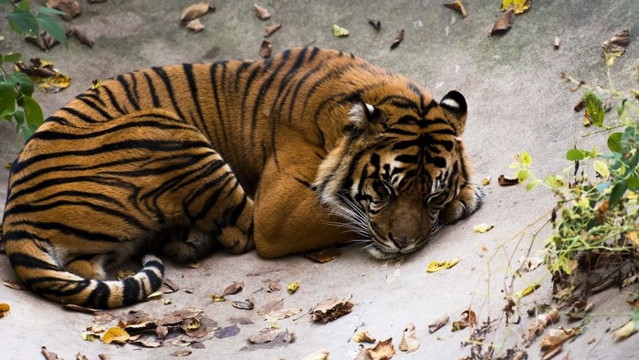 Tiger sleeping on the ground